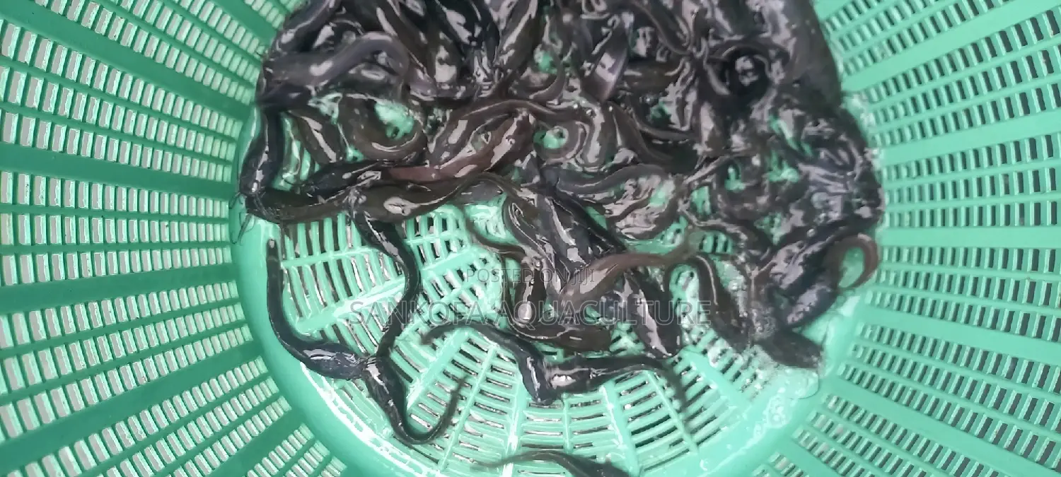 Fresh Water Catfish Juvenile