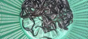 Fresh Water Catfish Juvenile