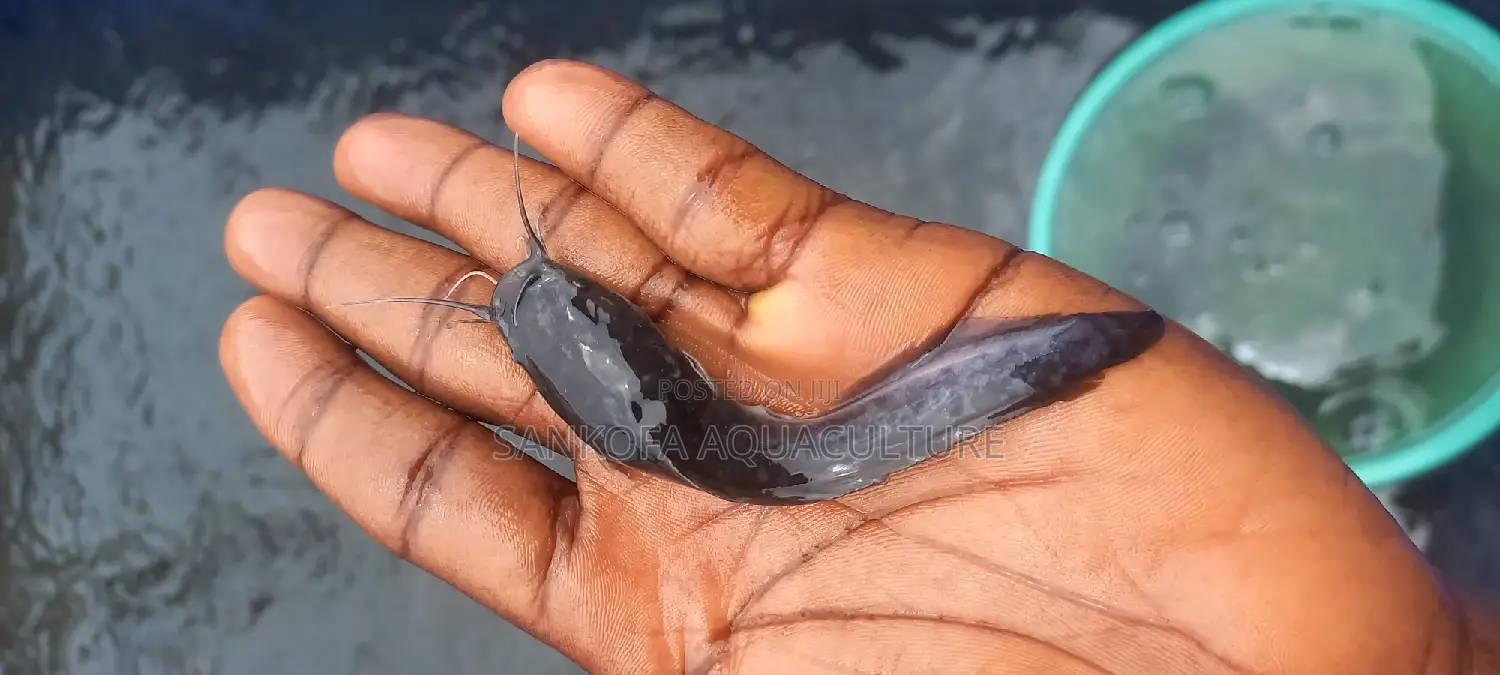 Fresh Water Catfish Juvenile