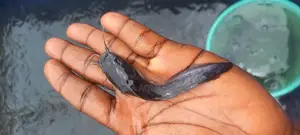Fresh Water Catfish Juvenile