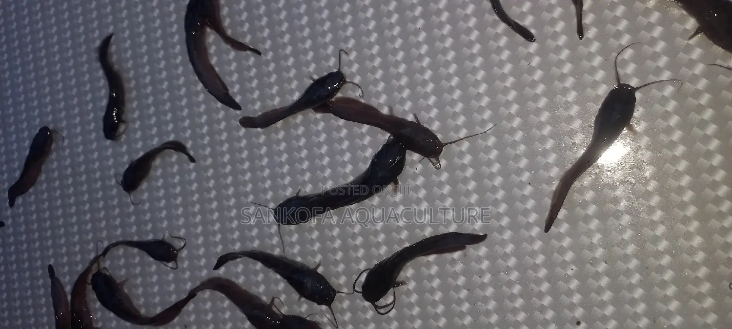 Fresh Water Catfish Juvenile
