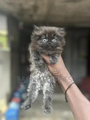 1-3 months Female Purebred Persian