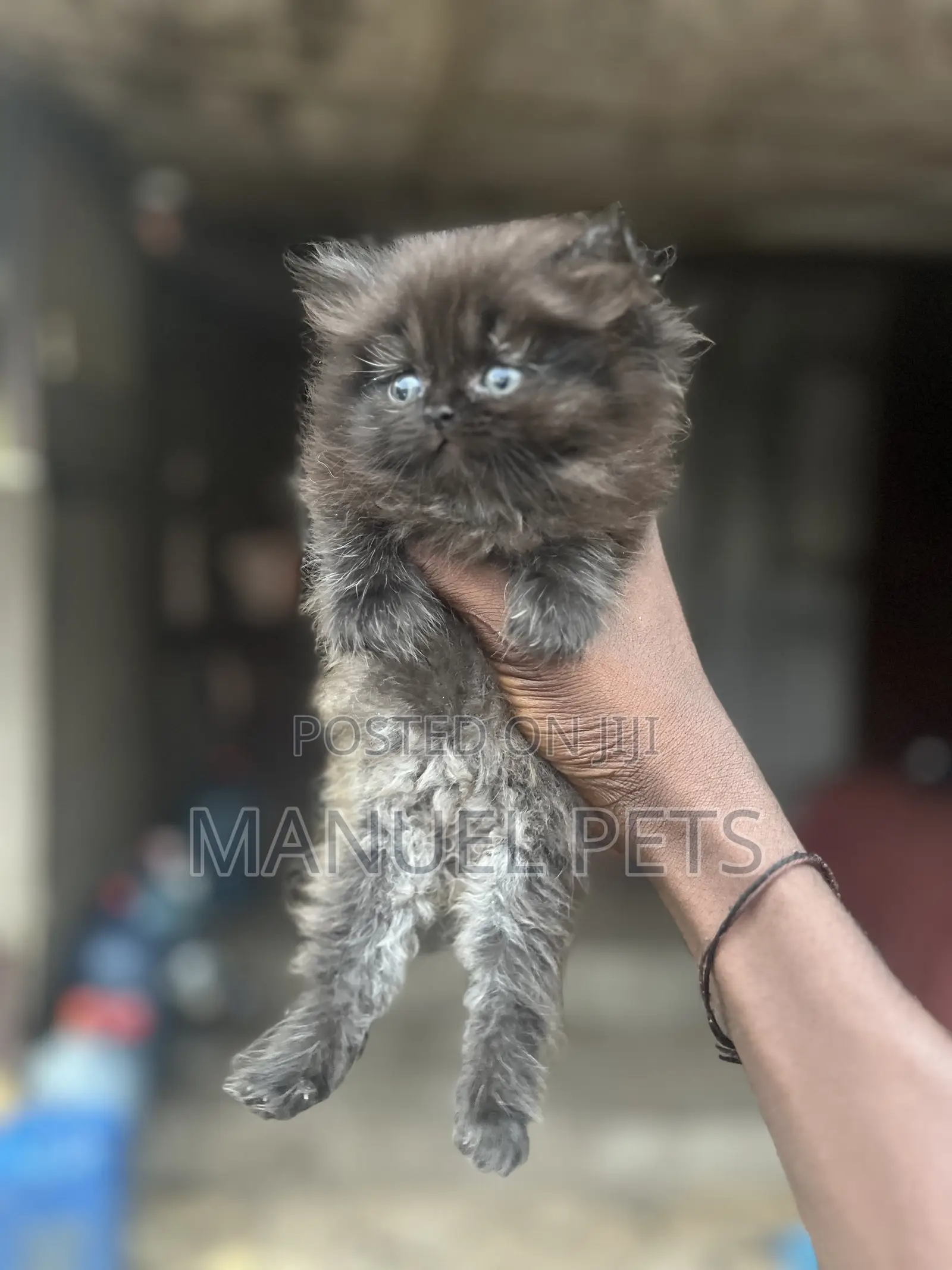 1-3 months Female Purebred Persian