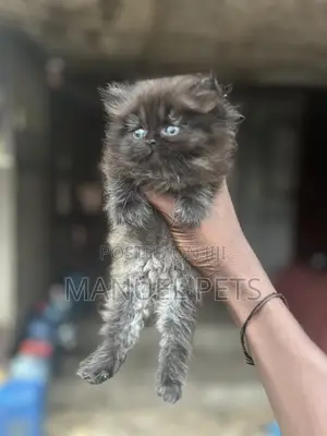 1-3 months Female Purebred Persian