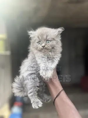 1-3 months Male Purebred Persian