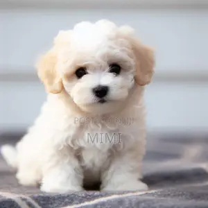 1-3 months Male Purebred Maltese