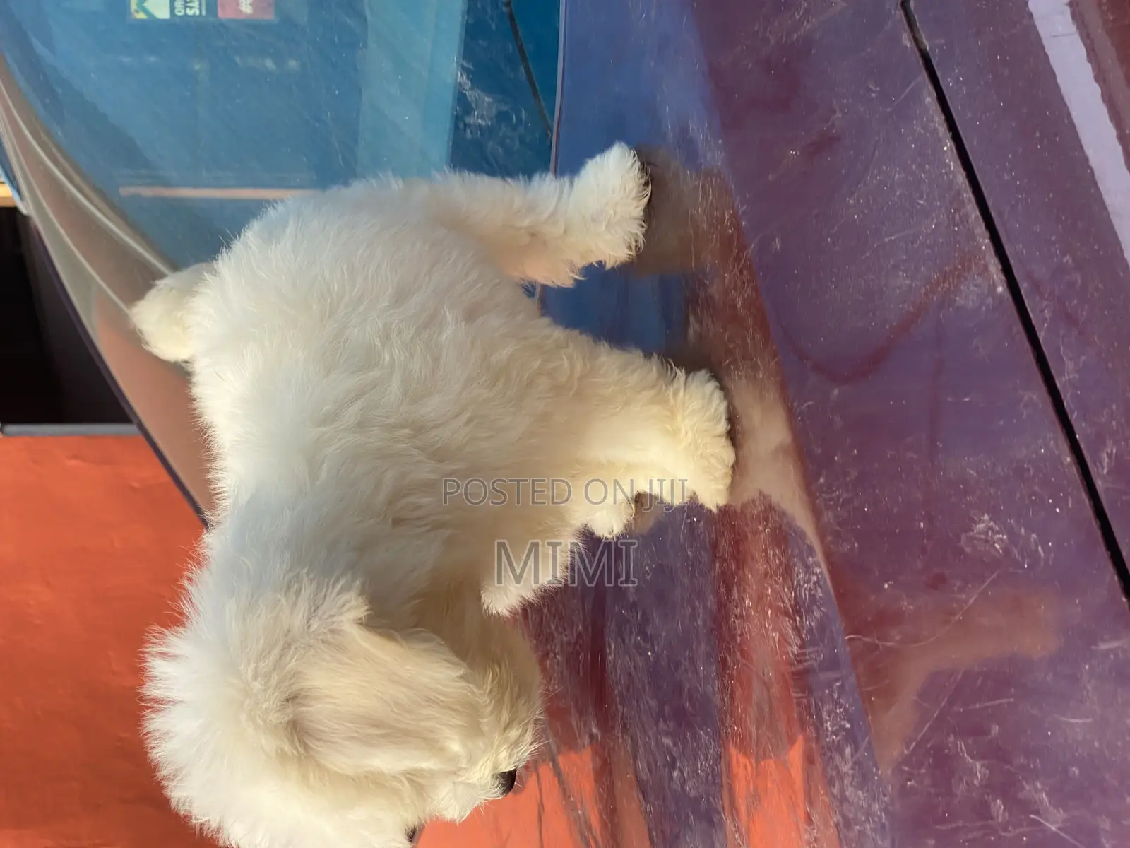 1-3 months Male Purebred Maltese