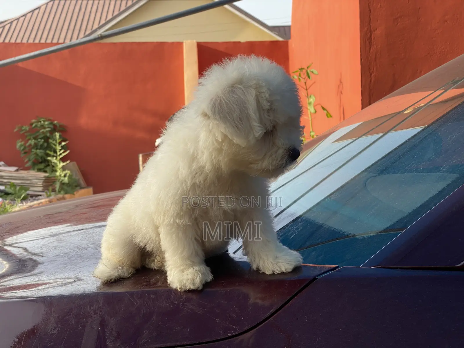 1-3 months Male Purebred Maltese