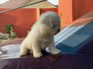 1-3 months Male Purebred Maltese