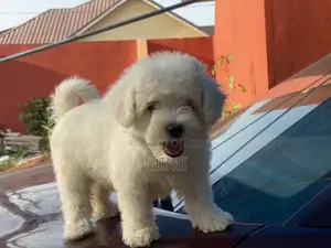 1-3 months Male Purebred Maltese