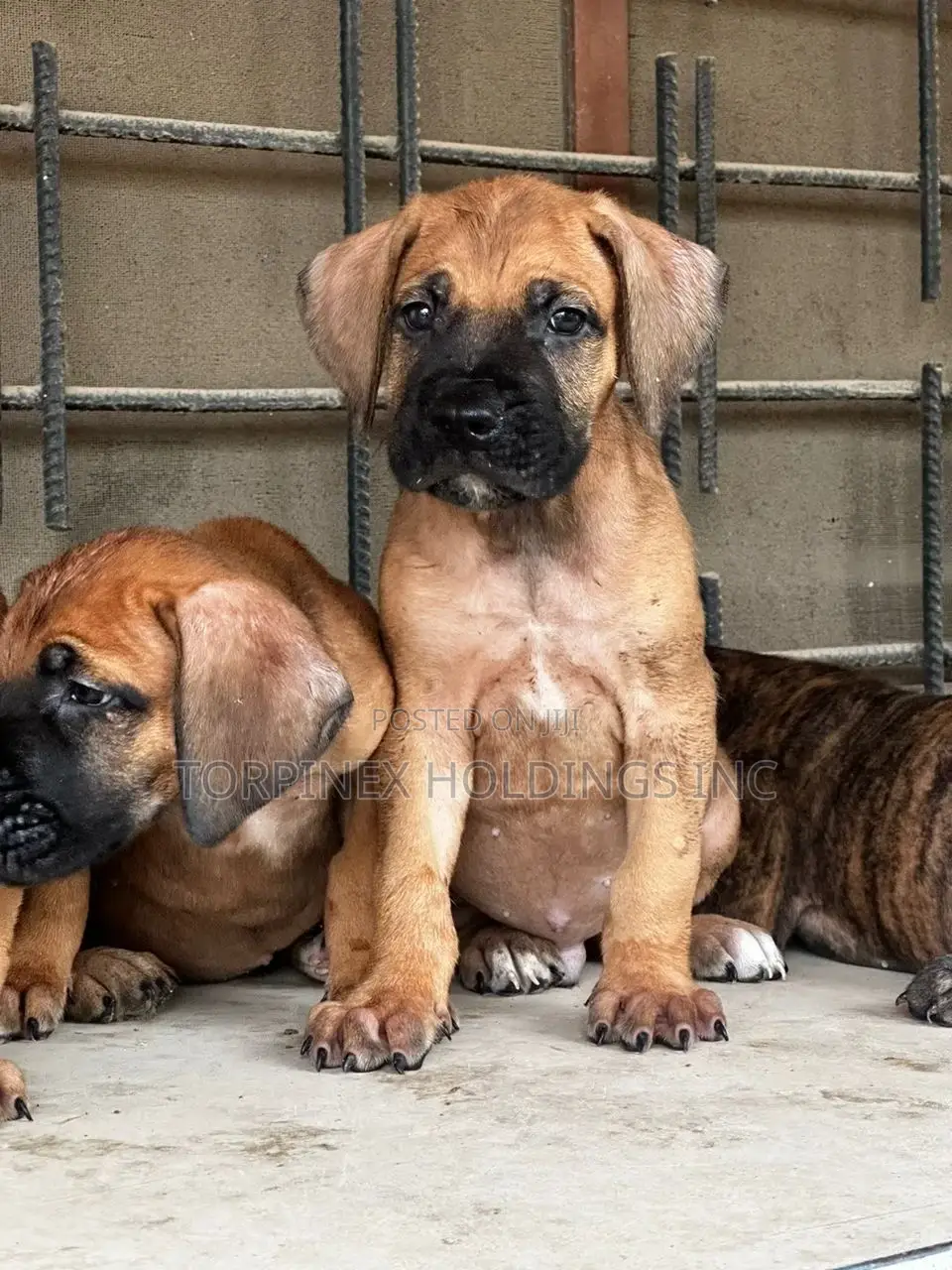 1-3 months Male Purebred Boerboel