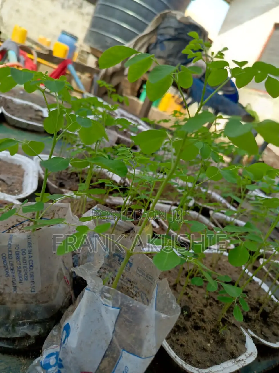 Oil Palm, Moringa , Dandelion, Soursop, Aloe Vera.