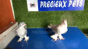 1 Pair of Lahore of Fancy Pigeons