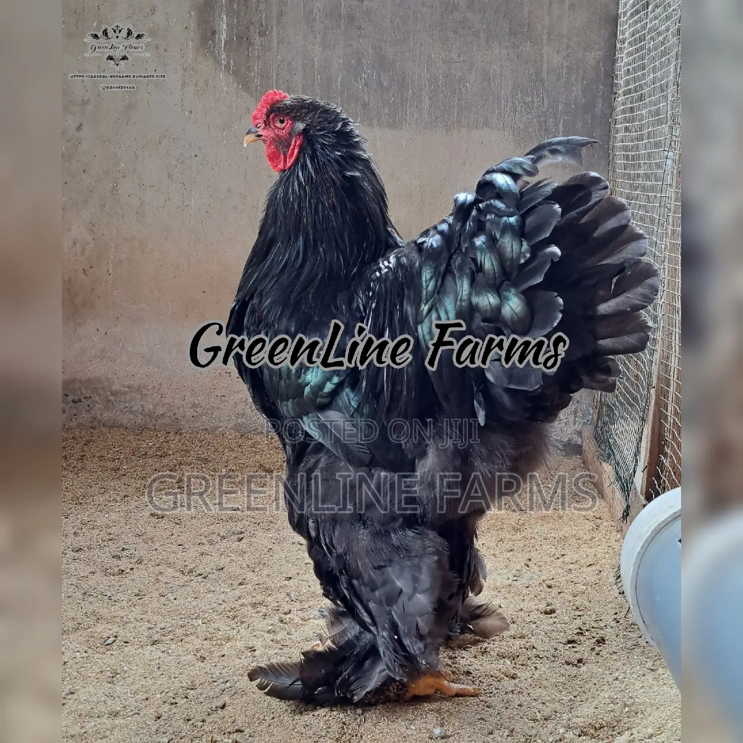 Brahma Chicken 8m