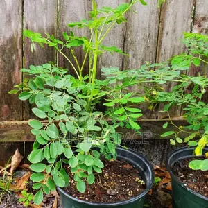 Moringa Seedling