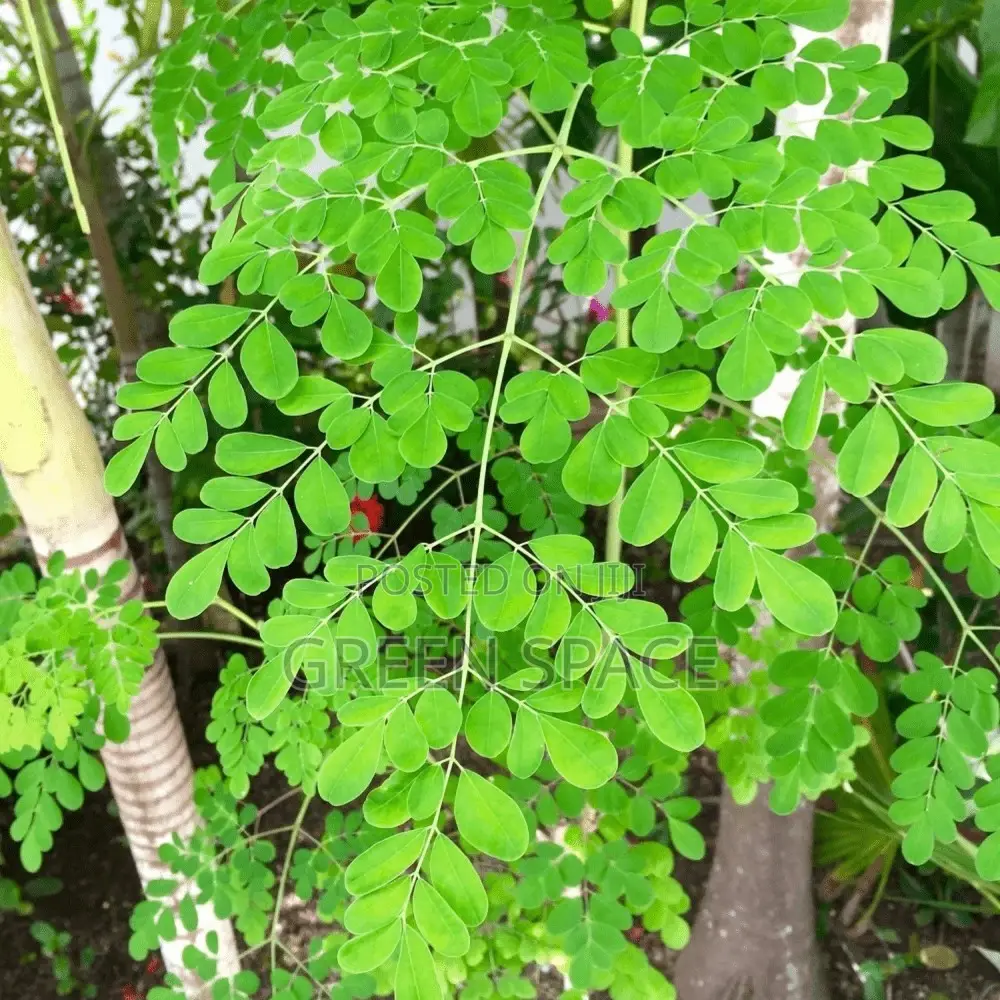 Moringa Seedling
