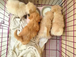 1-3 months Male Purebred Poodle