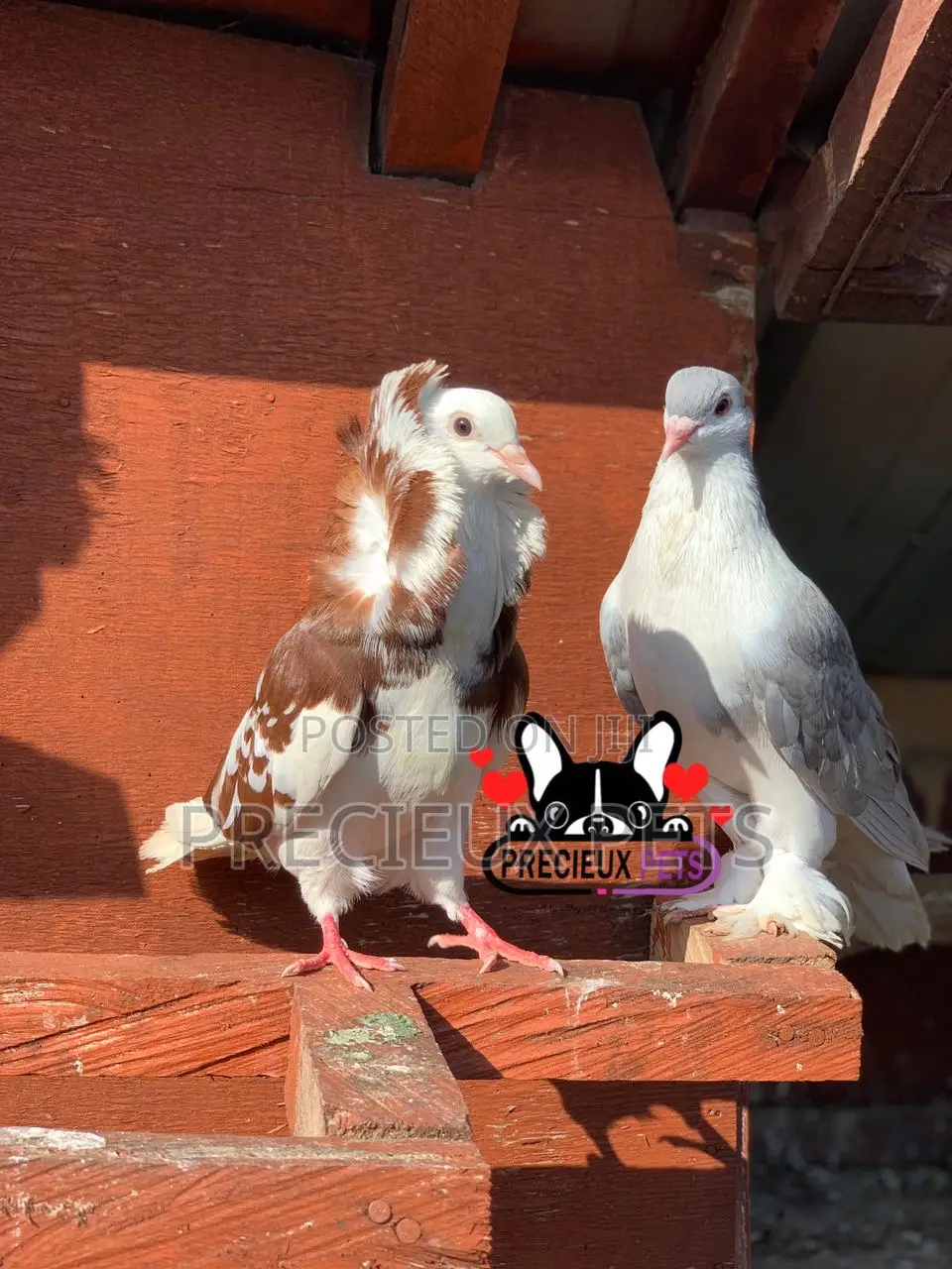 1 Pair of Fancy Pigeons Available for New Home