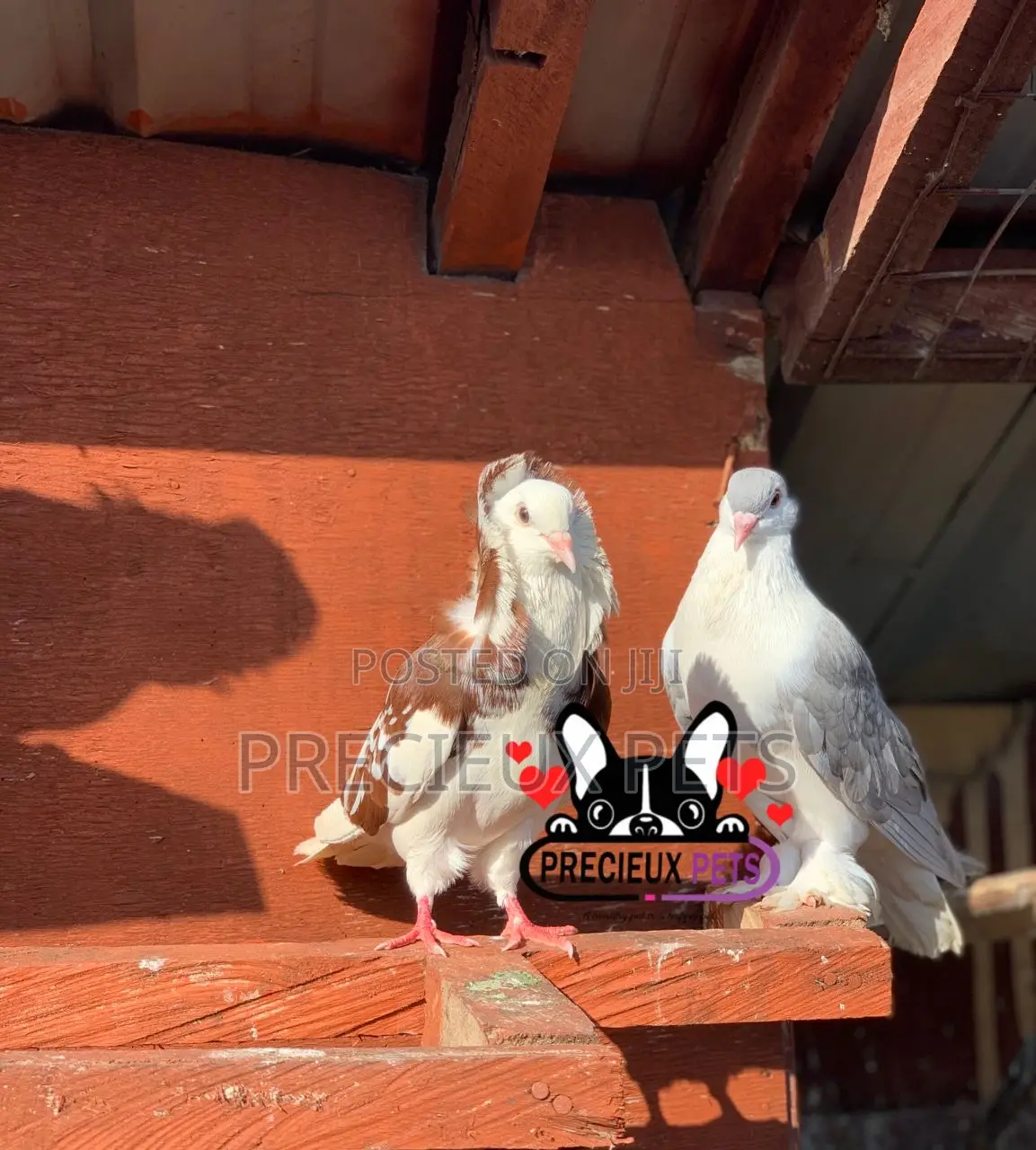 1 Pair of Fancy Pigeons Available for New Home