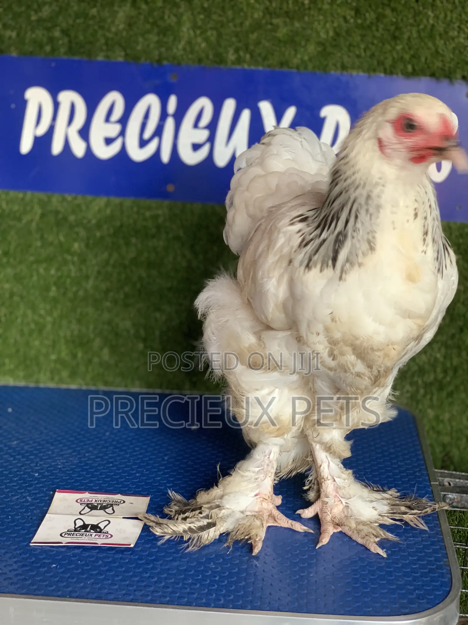 Young Female Brahmas Chick