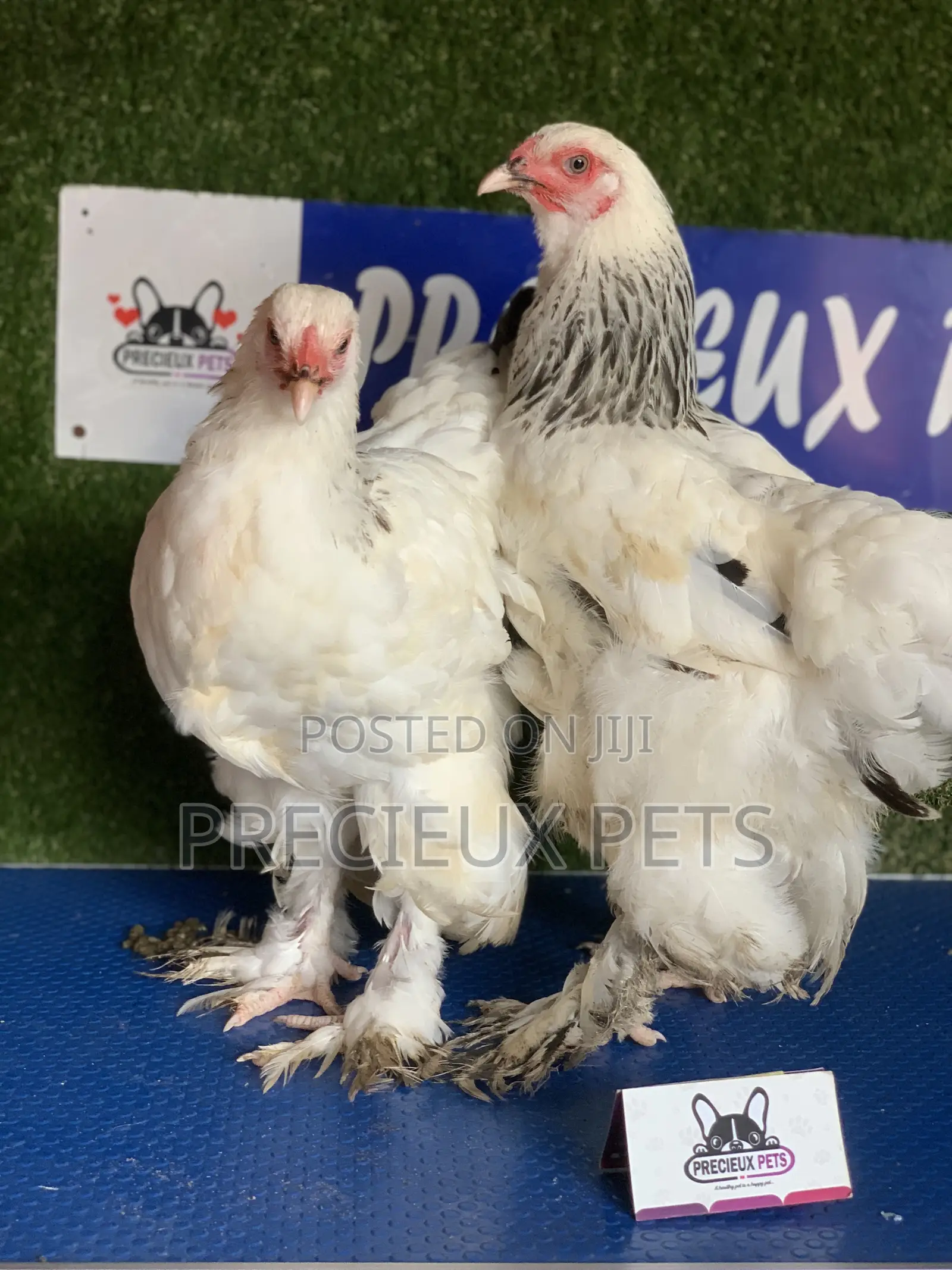 Young Female Brahmas Chick