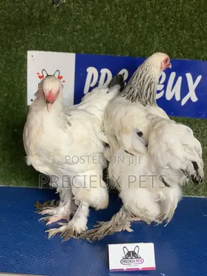 Young Female Brahmas Chick