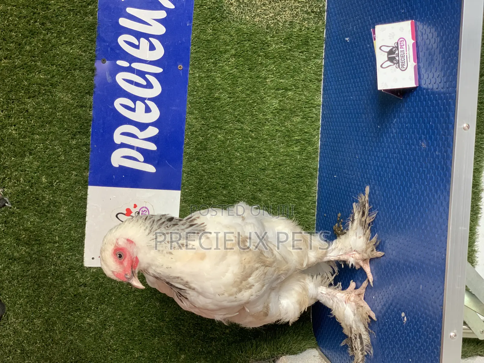 Young Female Brahmas Chick