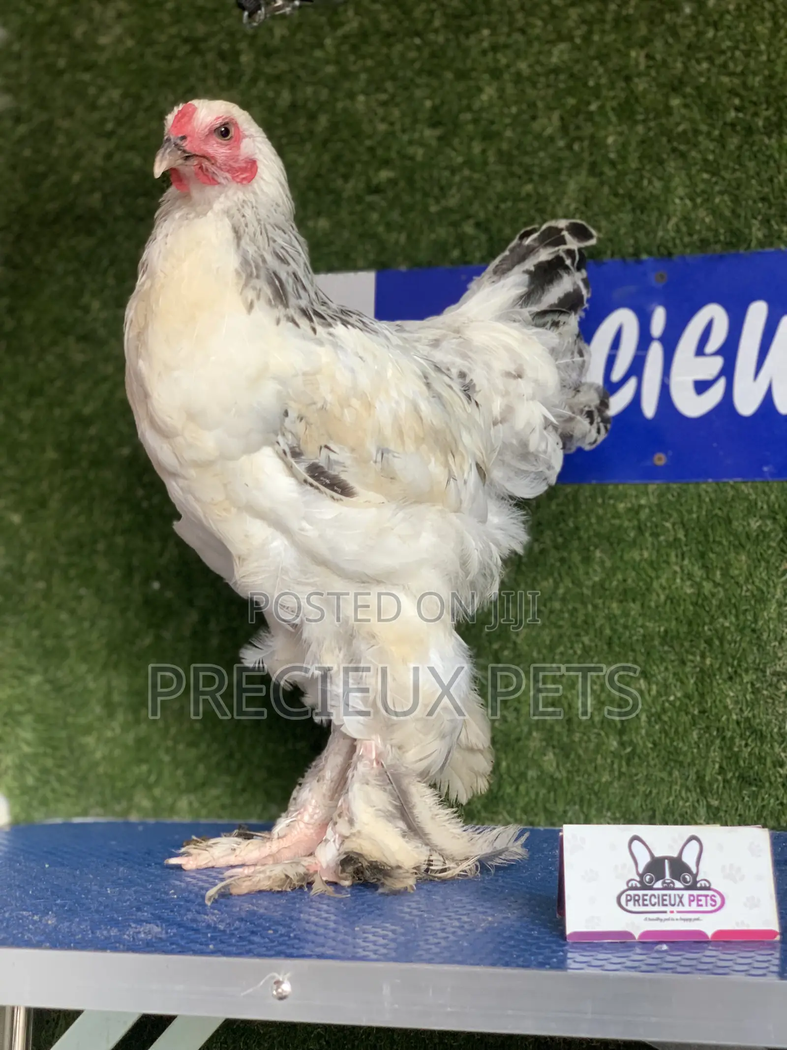 Young Male Brahmas Chick -002