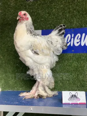 Young Male Brahmas Chick -002