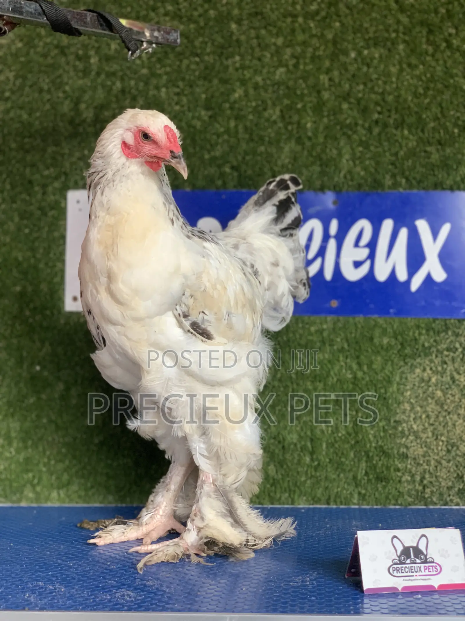 Young Male Brahmas Chick -002