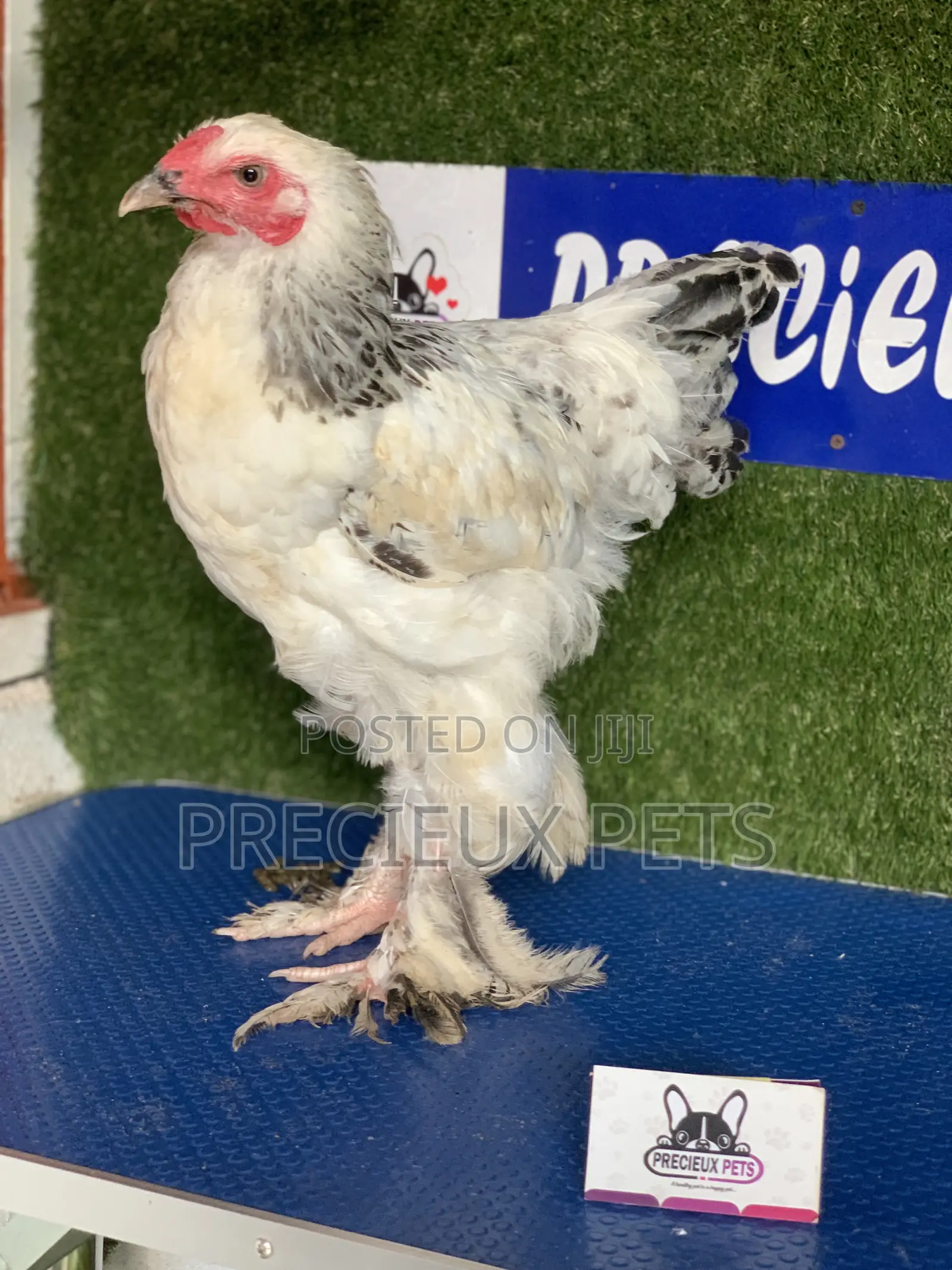 Young Male Brahmas Chick -002