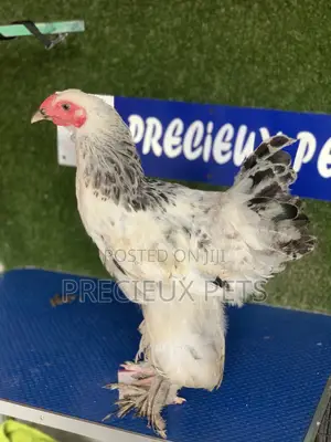 Young Male Brahmas Chick