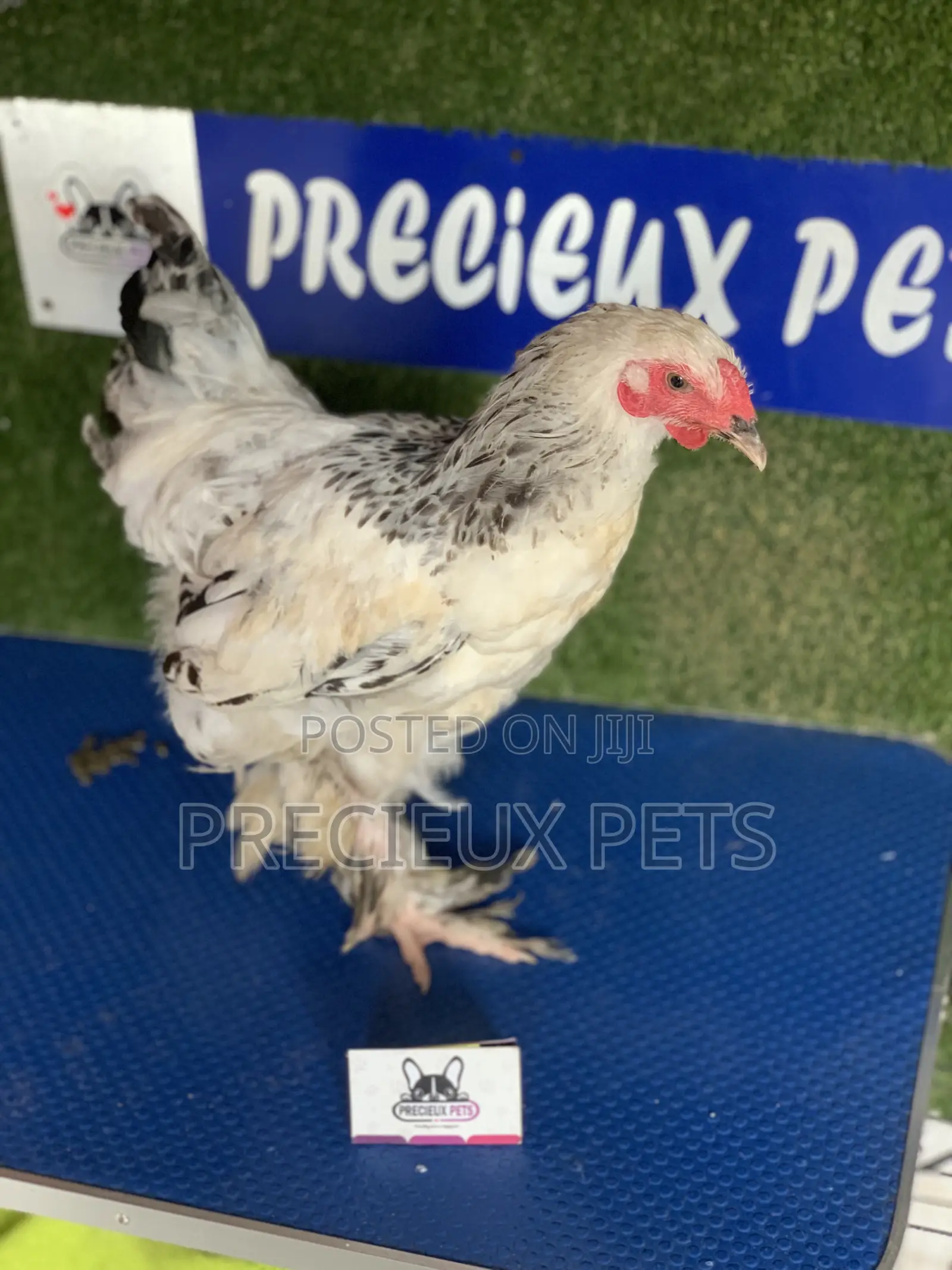 Young Male Brahmas Chick