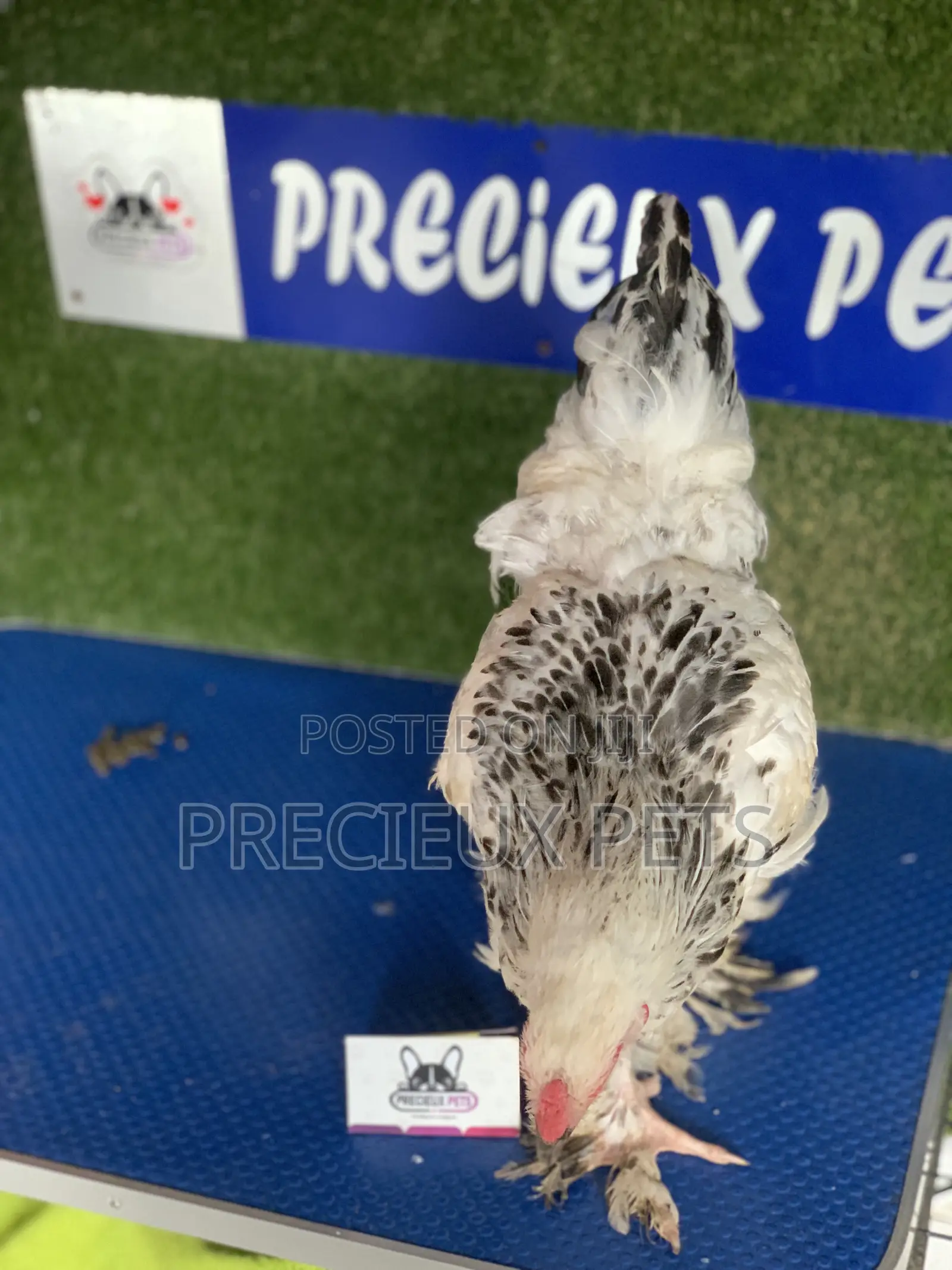Young Male Brahmas Chick
