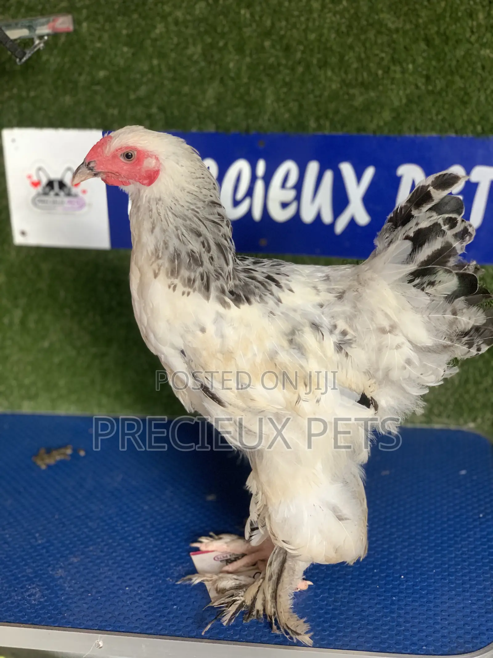 Young Male Brahmas Chick