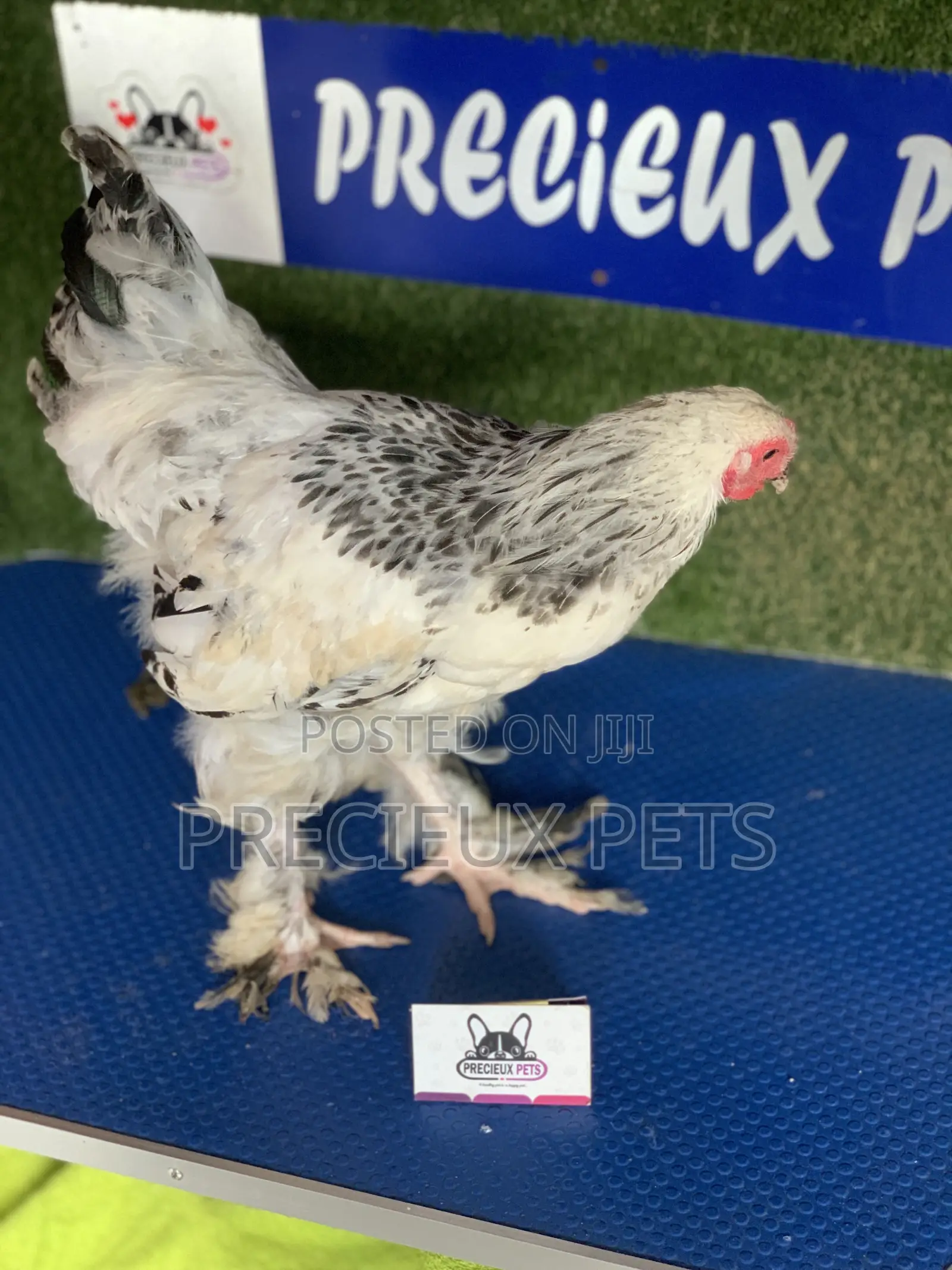 Young Male Brahmas Chick