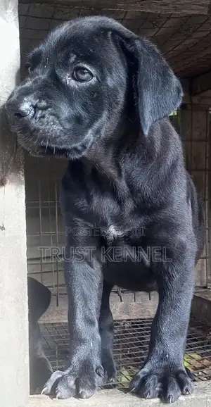 1-3 months Male Purebred Cane Corso