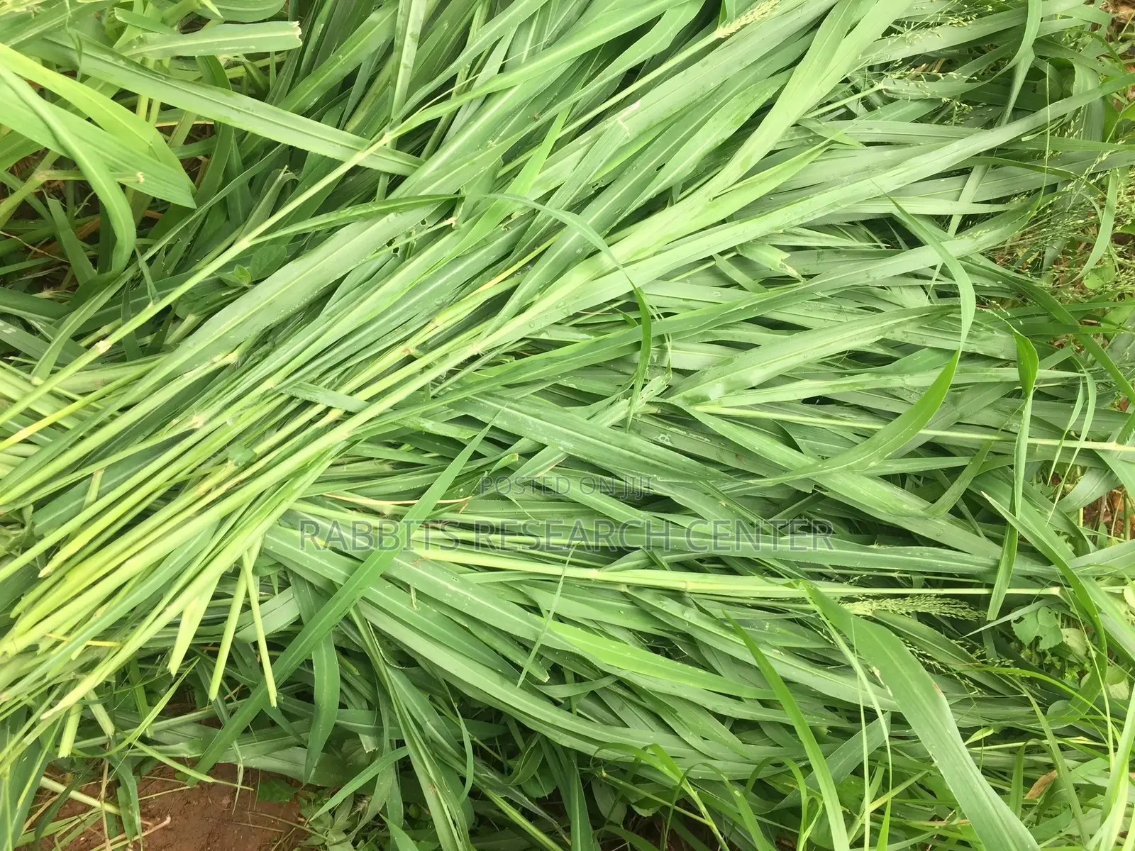 Fresh/Safe Organic Grass for Farm Animals(20kg)