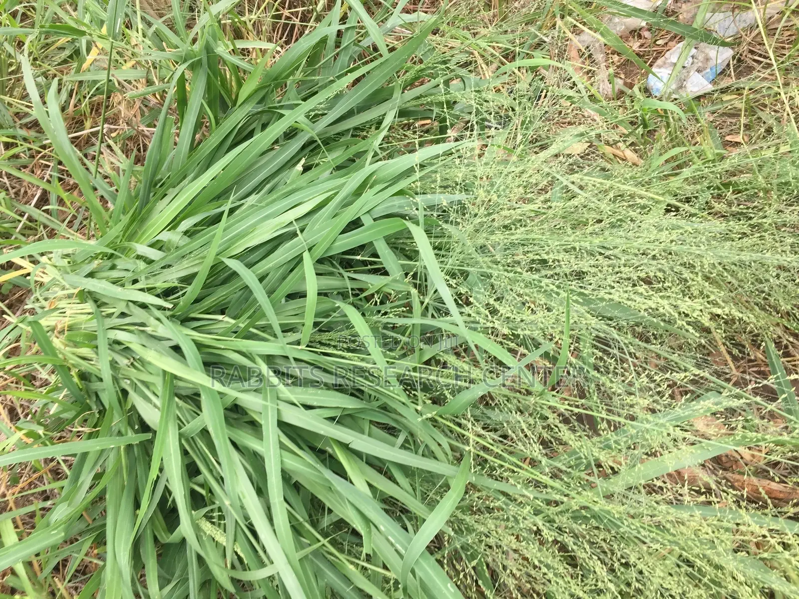 Fresh/Safe Organic Grass for Farm Animals(20kg)