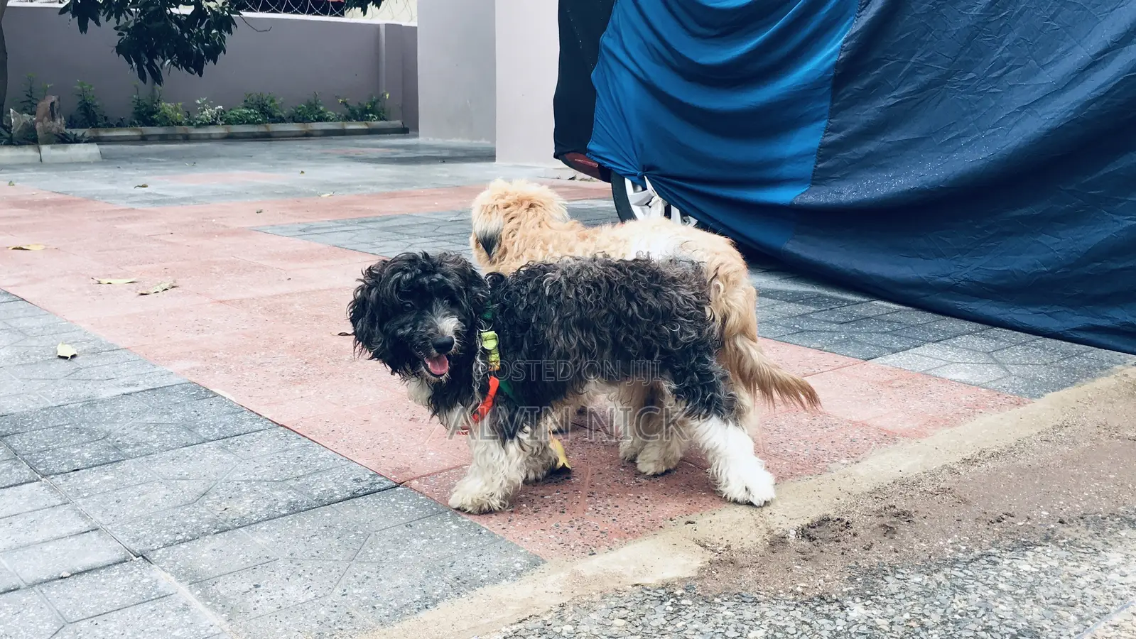 1+ year Female Purebred Poodle