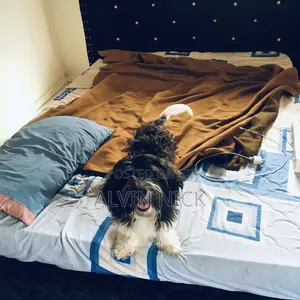 1+ year Female Purebred Poodle