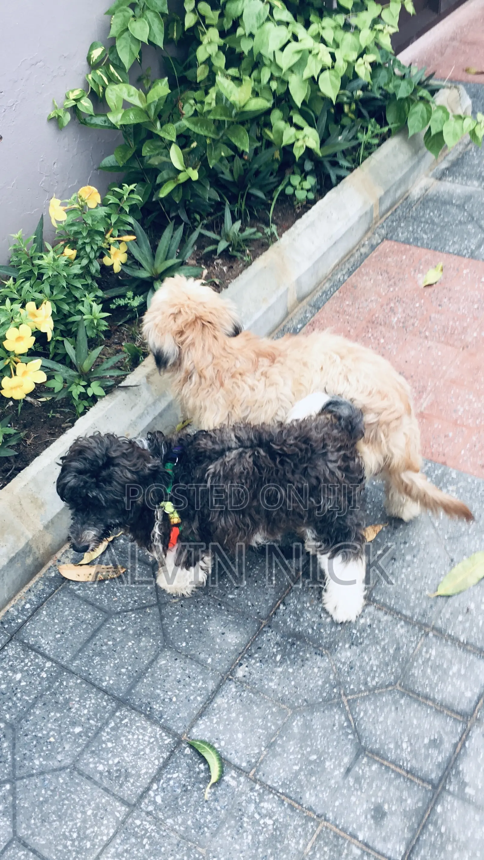1+ year Female Purebred Poodle