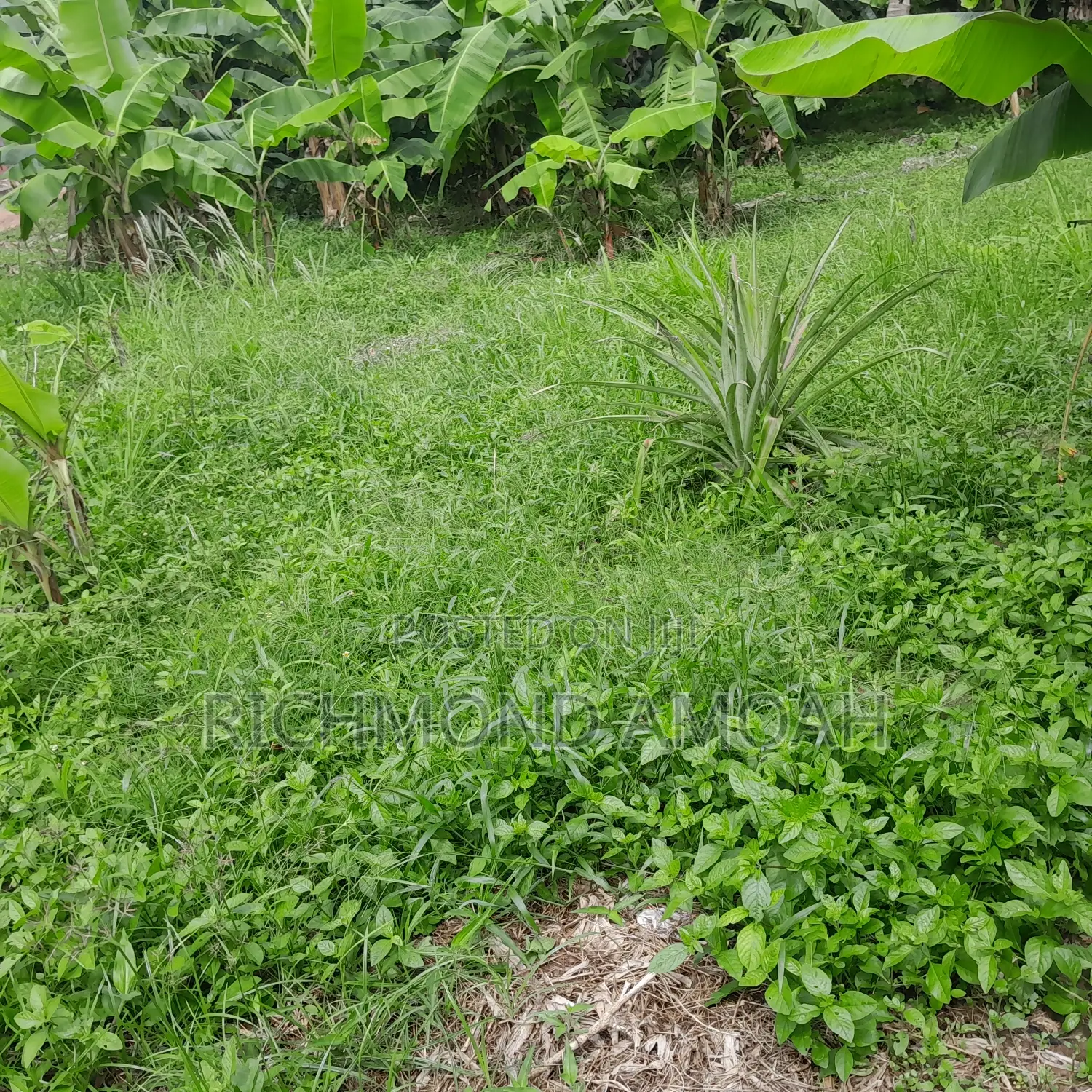 Half Plot for Sale at Apremdo Kingsbury