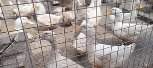 Jumbo Pekins Fertilize Eggs