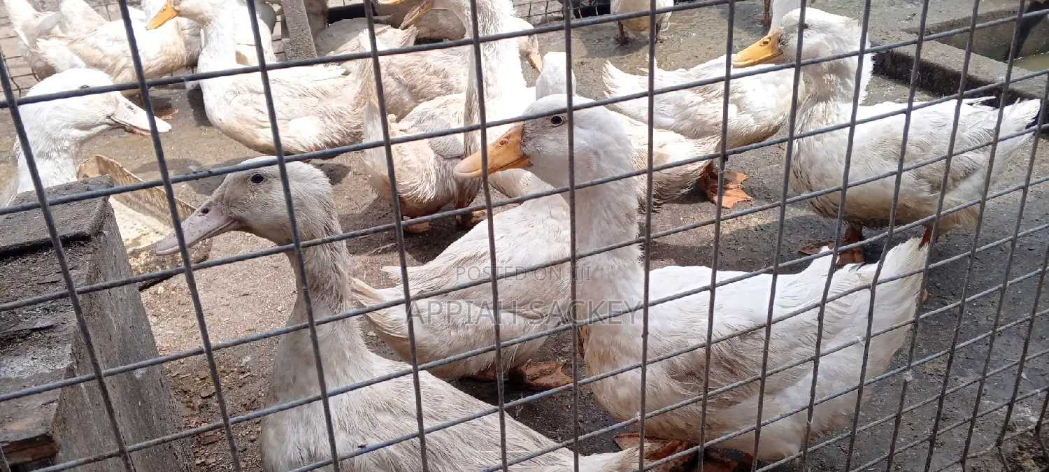 Jumbo Pekins Fertilize Eggs
