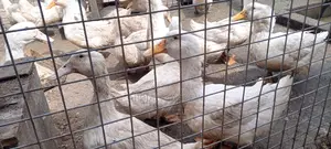 Jumbo Pekins Fertilize Eggs