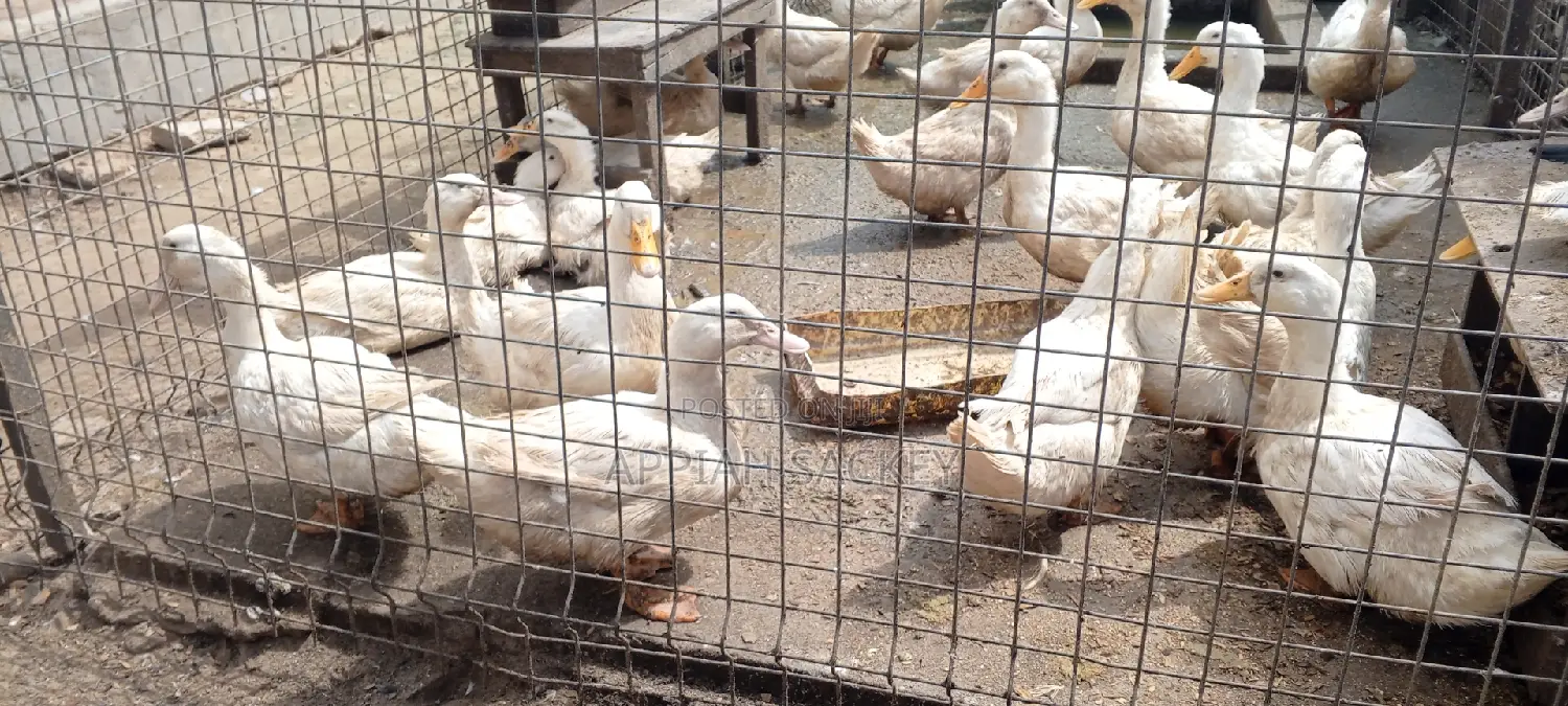 Jumbo Pekins Fertilize Eggs