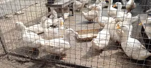 Jumbo Pekins Fertilize Eggs
