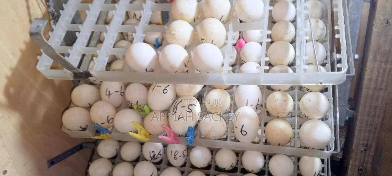 Jumbo Pekins Fertilize Eggs