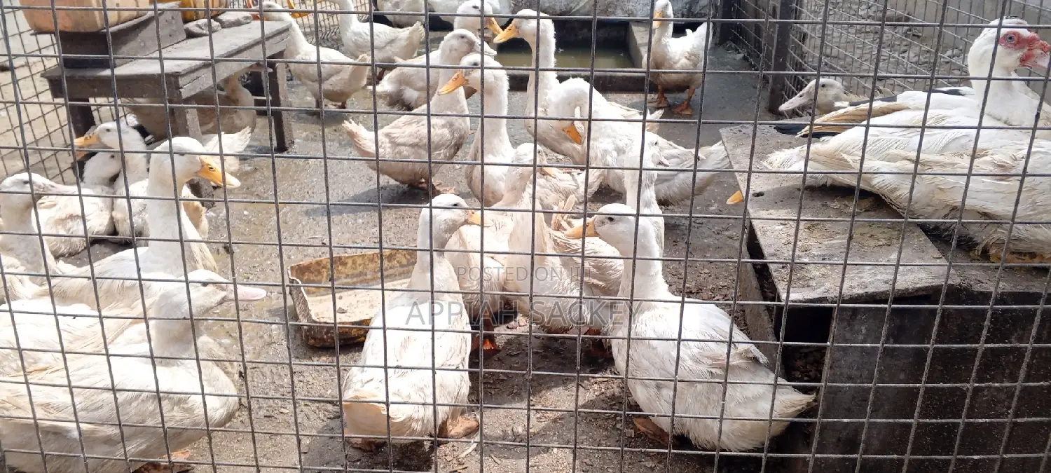Jumbo Pekins Fertilize Eggs